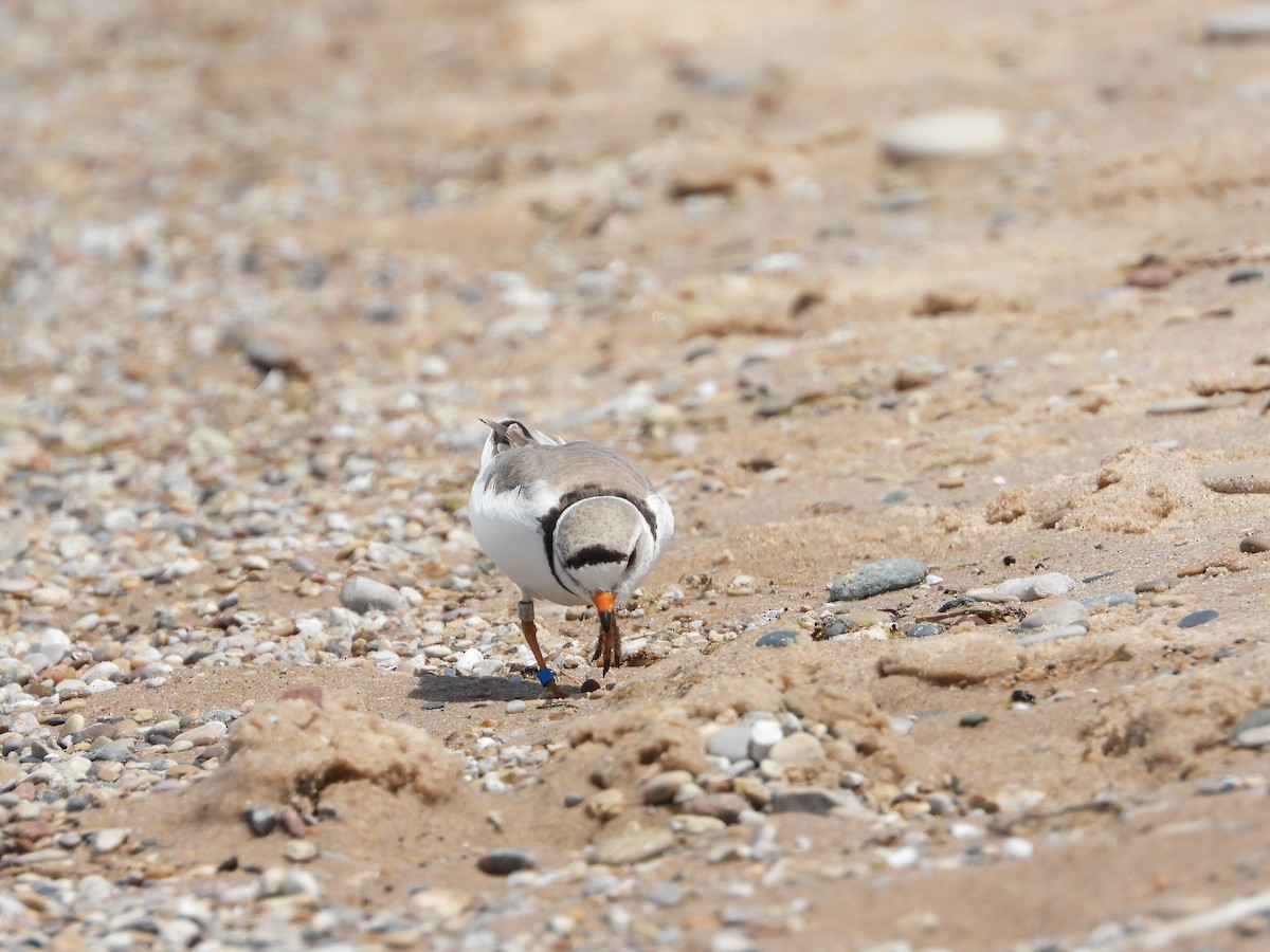 Piping Plover - ML620006699