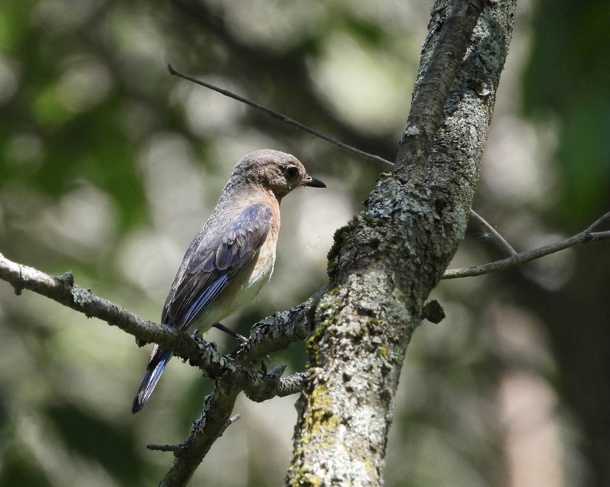 Eastern Bluebird - ML620006711