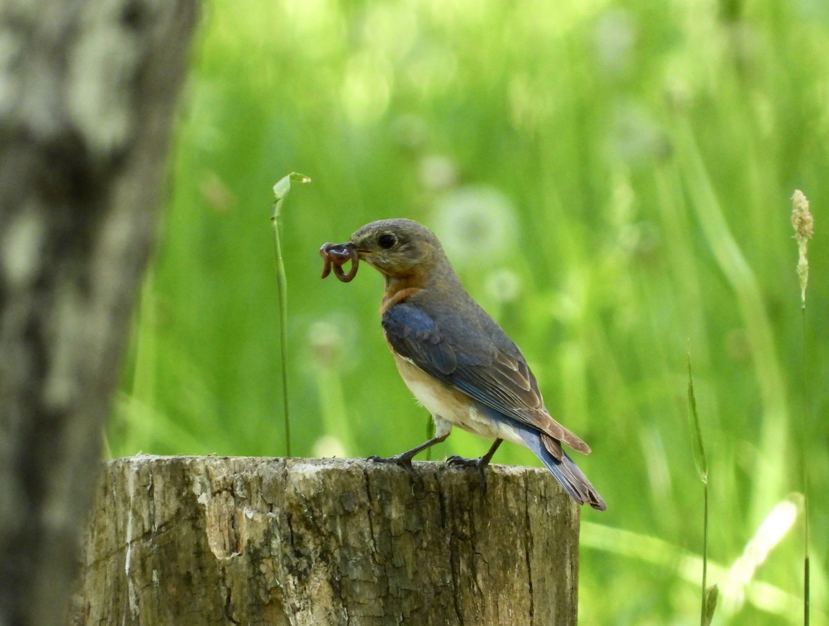 Eastern Bluebird - ML620006713