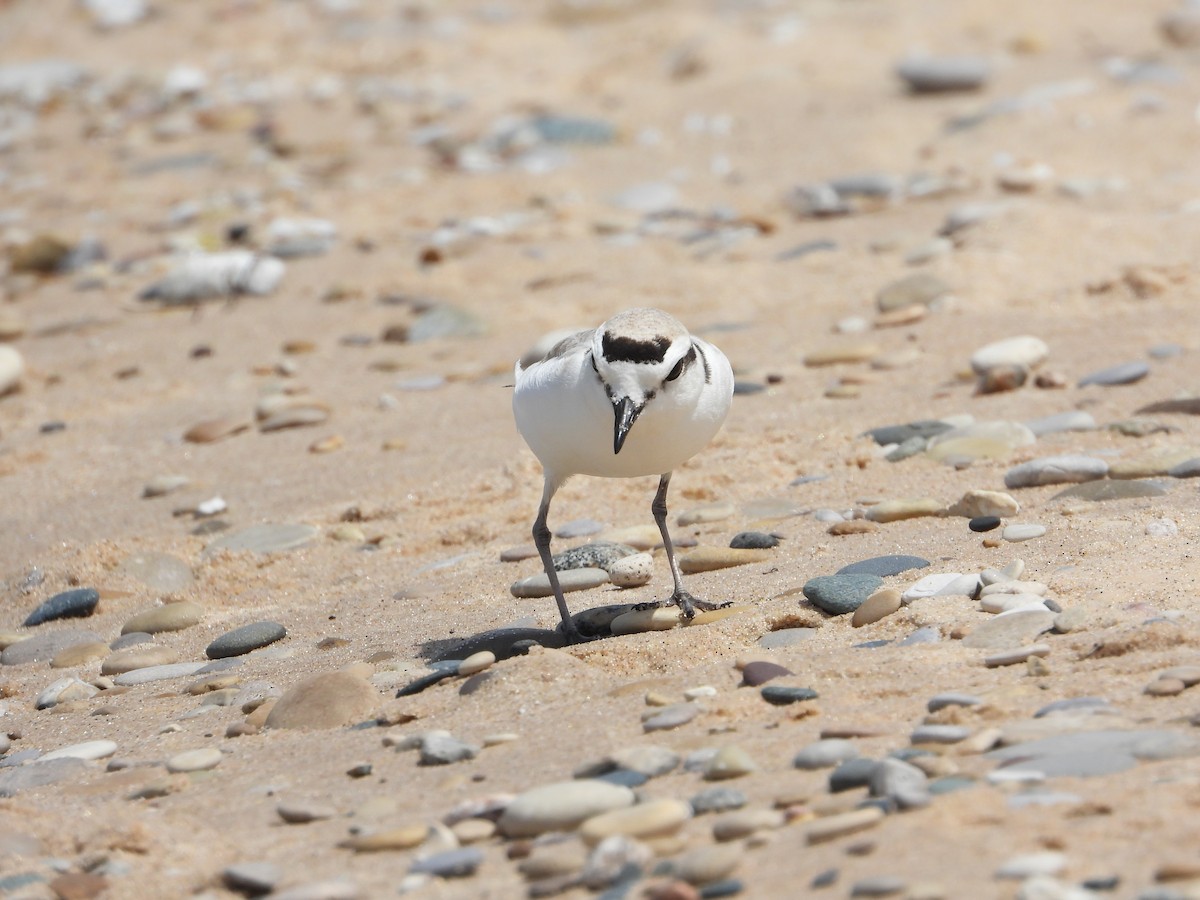 Snowy Plover - ML620006718