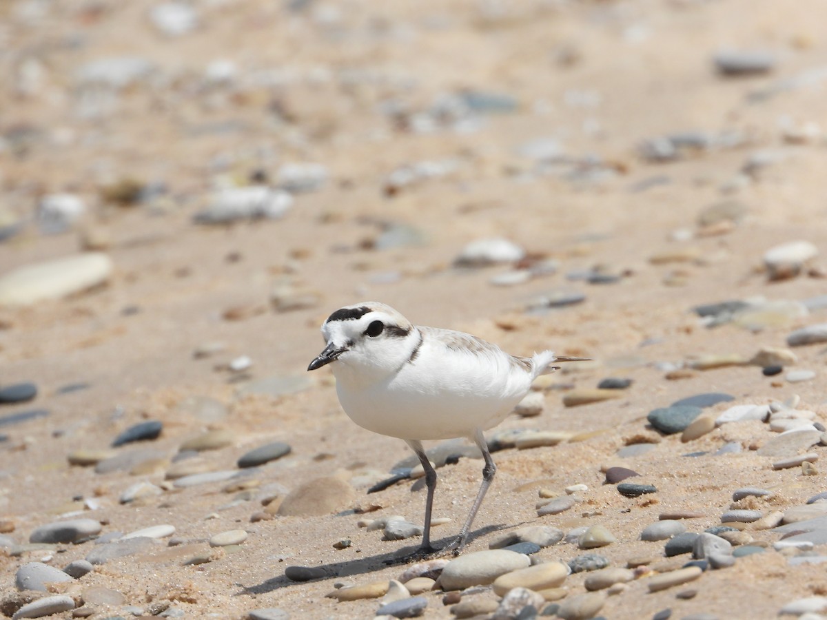 Snowy Plover - ML620006719