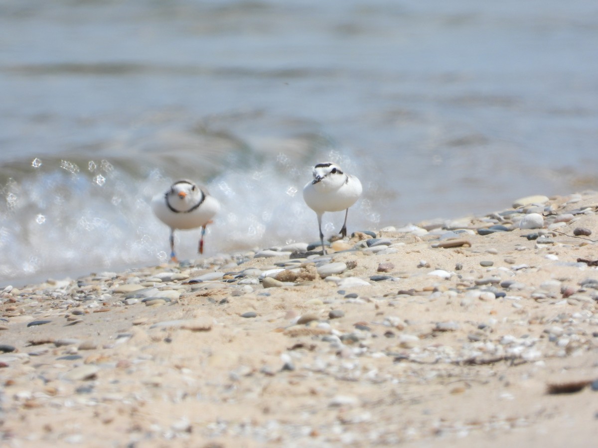 Snowy Plover - ML620006723