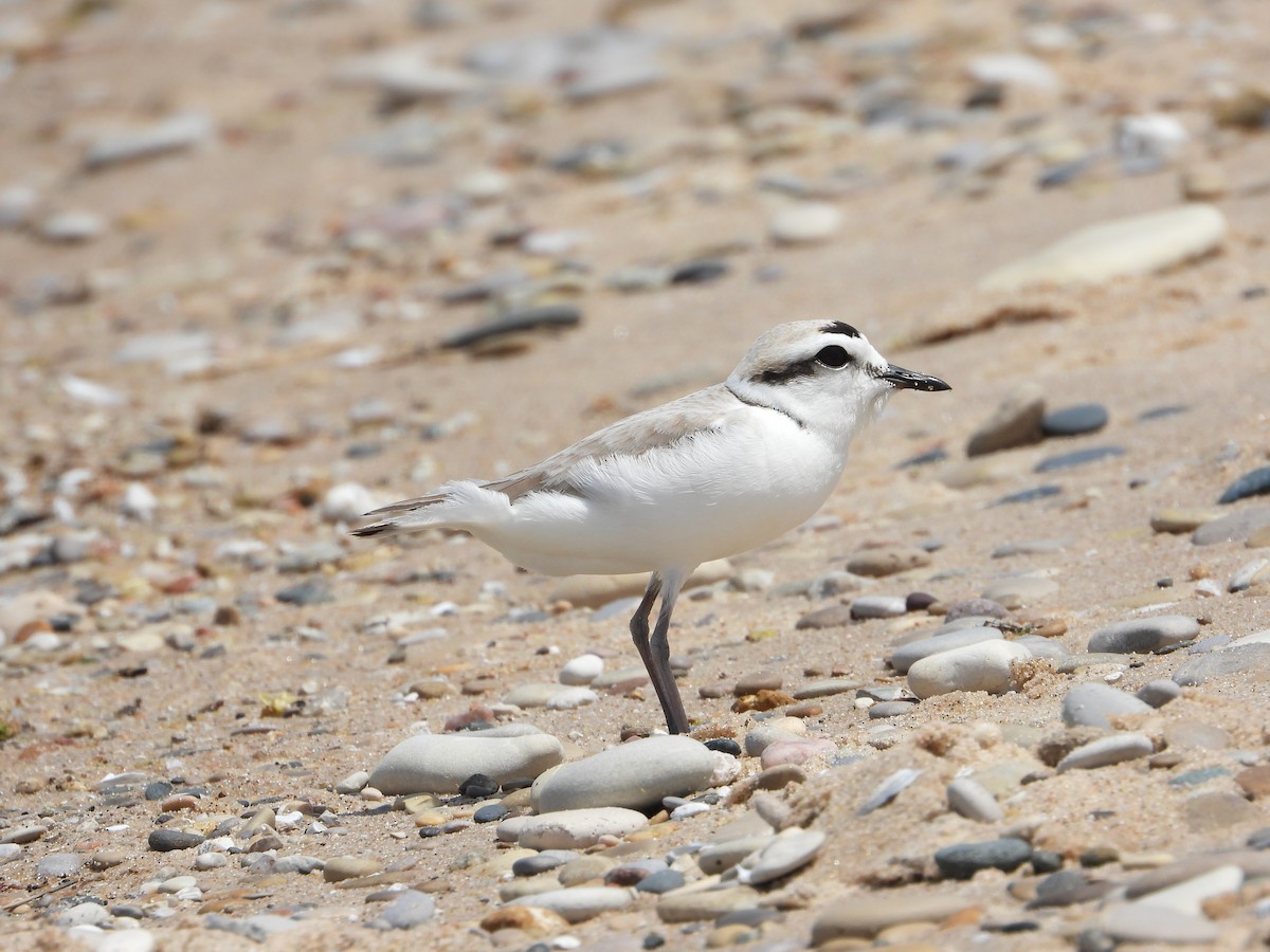 Snowy Plover - ML620006724