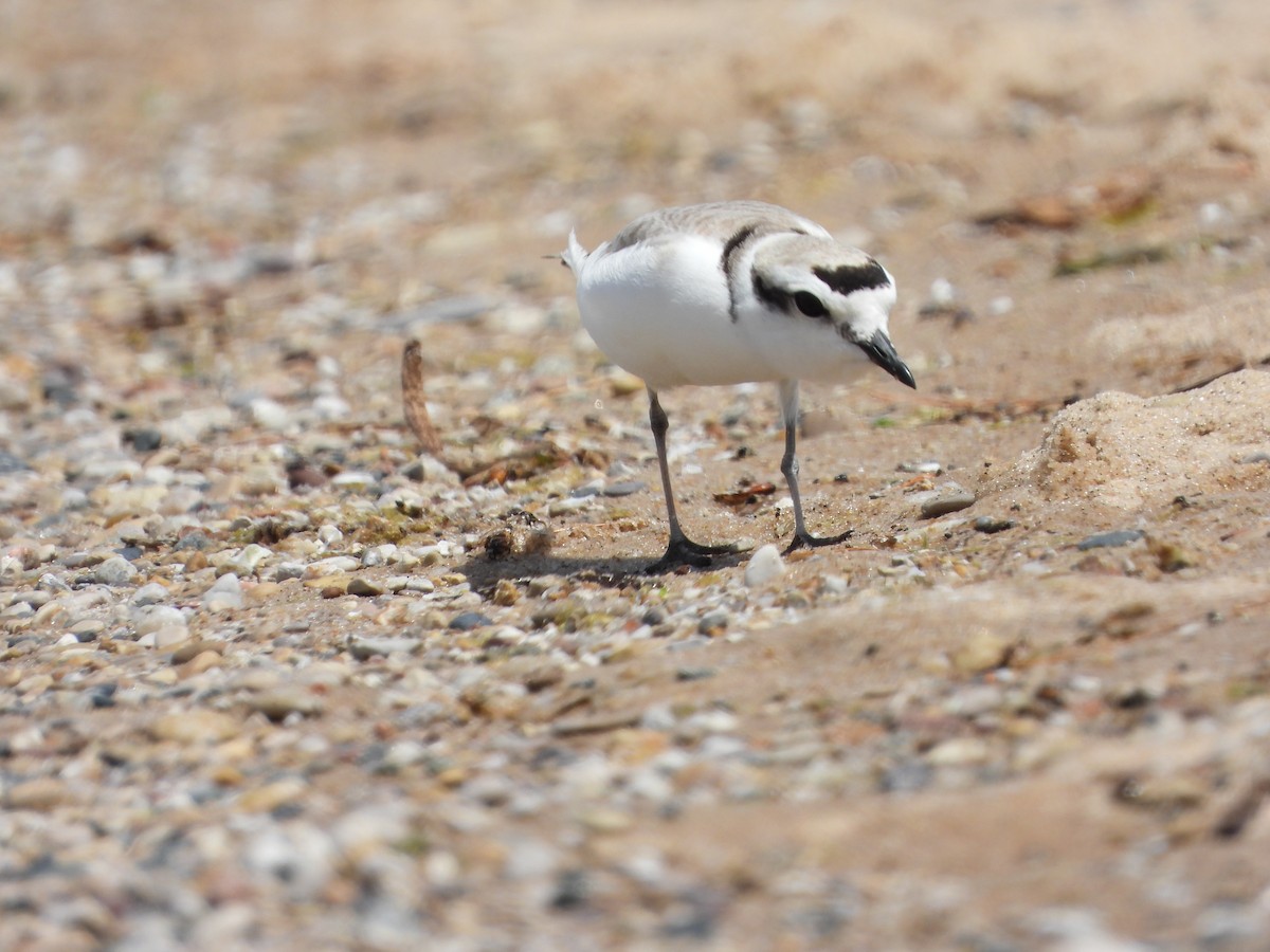 Snowy Plover - ML620006725