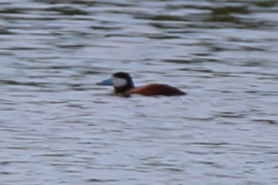 Ruddy Duck - ML620006731