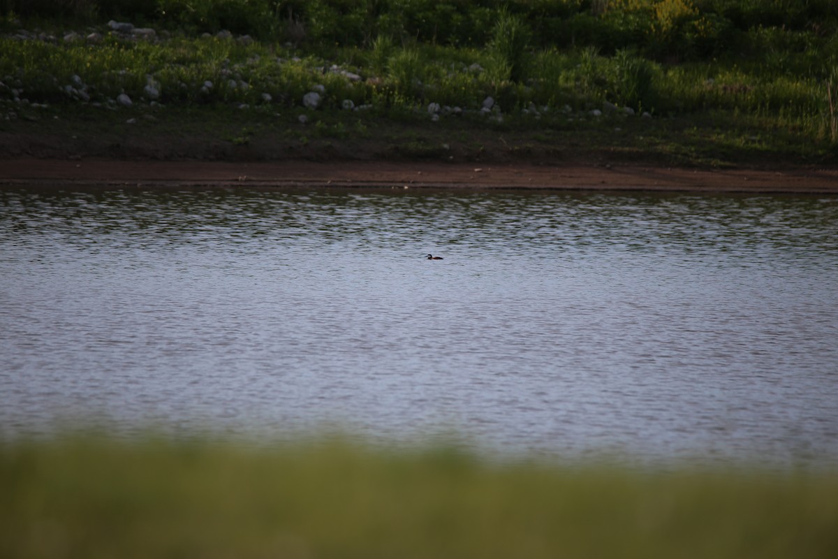 Ruddy Duck - ML620006732