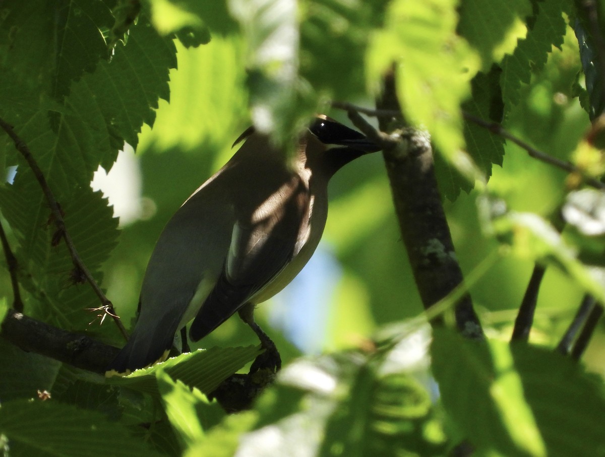 Cedar Waxwing - ML620006736