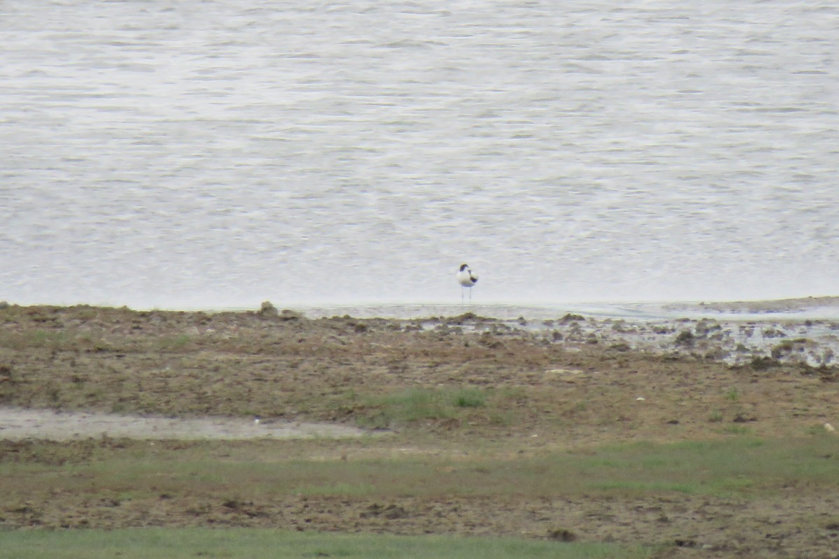 Pied Avocet - ML620006737