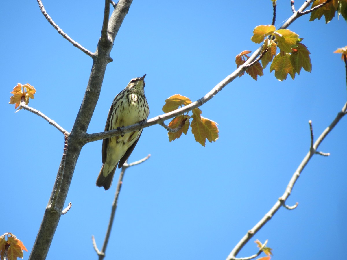 Northern Waterthrush - ML620006743