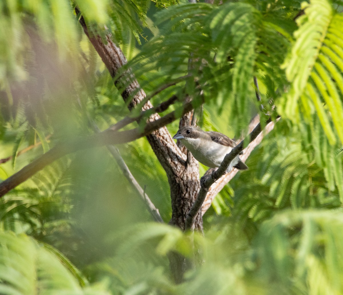 White-banded Tanager - ML620006746