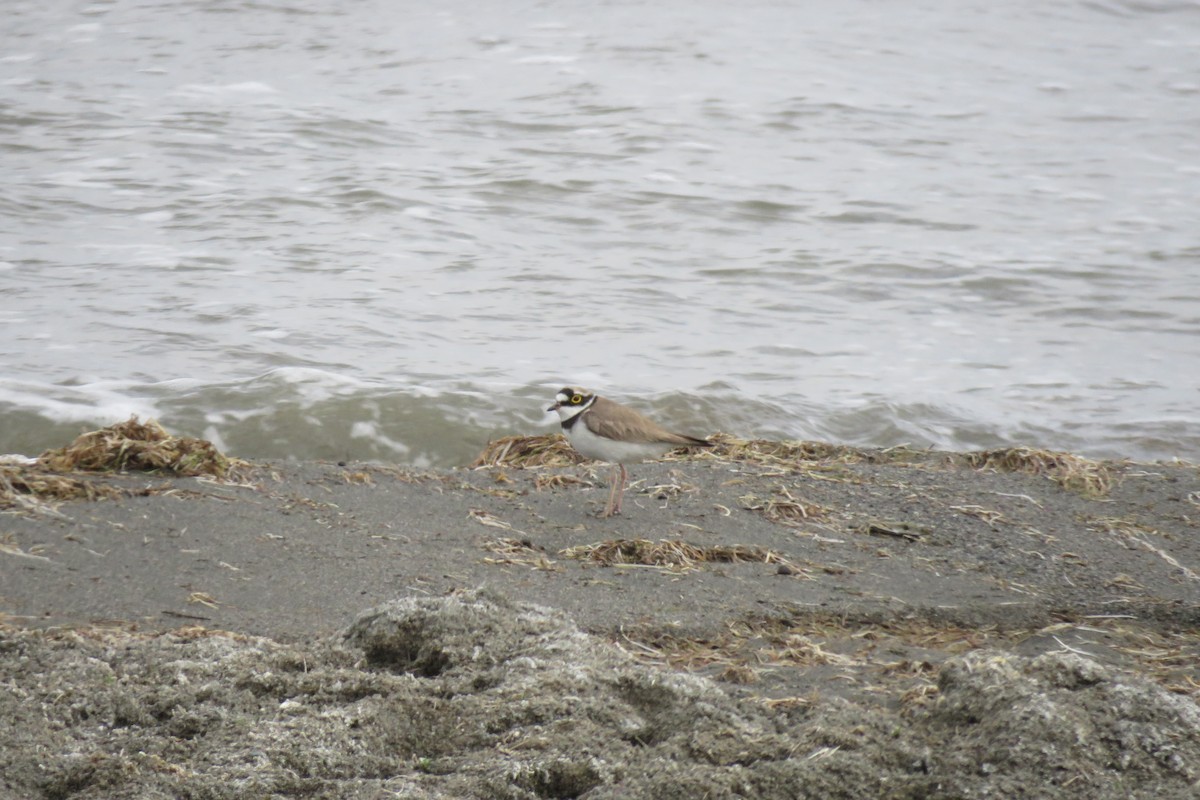 Little Ringed Plover - ML620006750