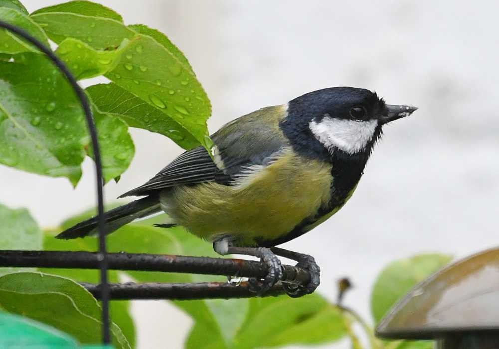 Great Tit - ML620006753