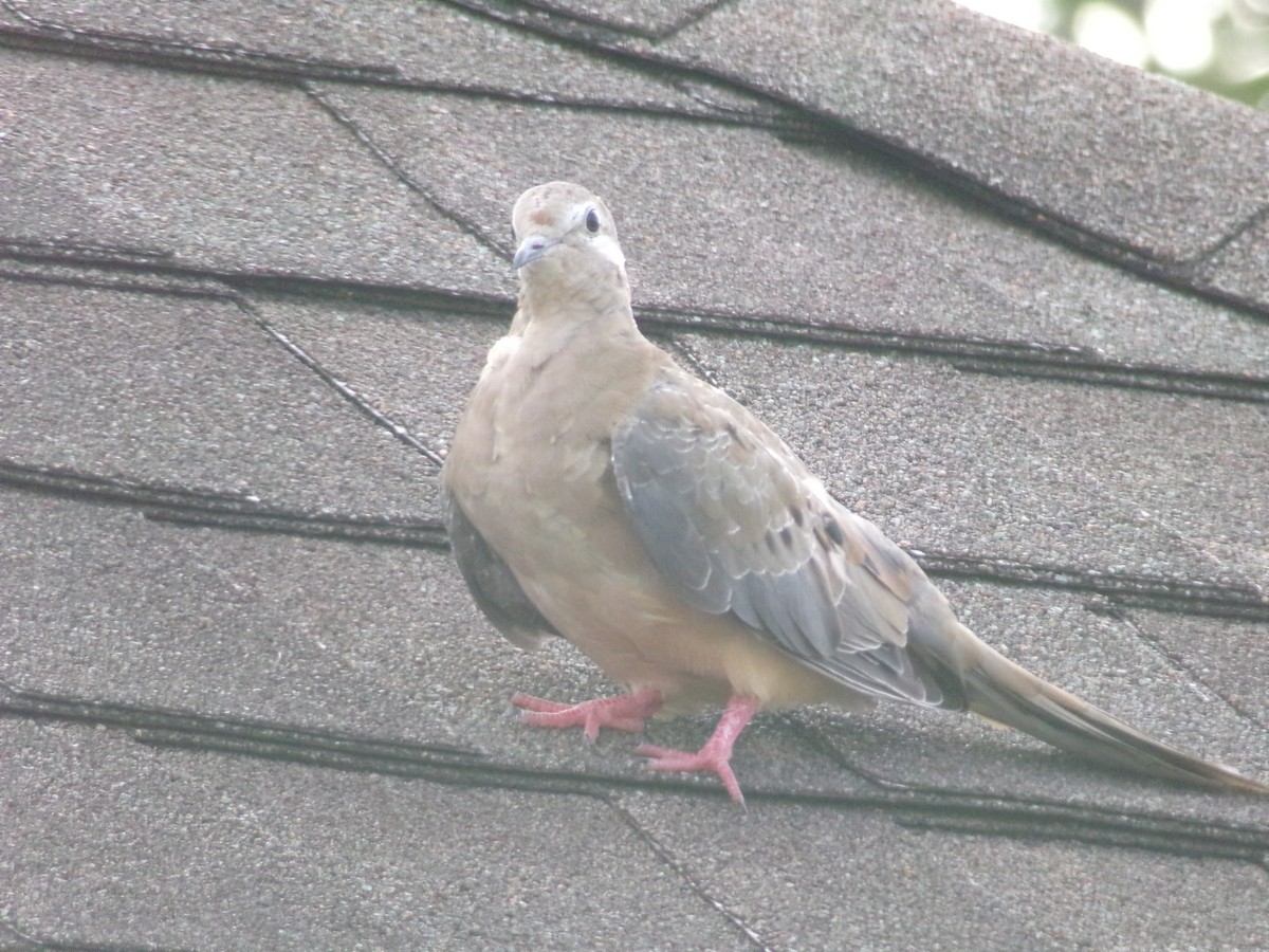 Mourning Dove - ML620006757