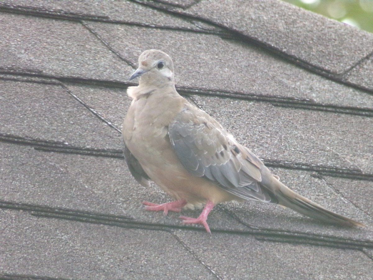 Mourning Dove - ML620006758