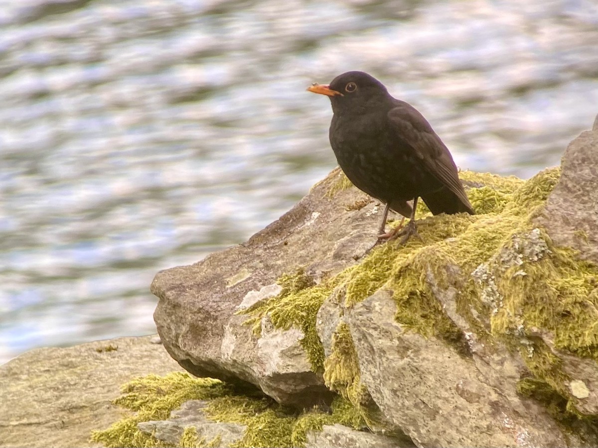 Eurasian Blackbird - ML620006764