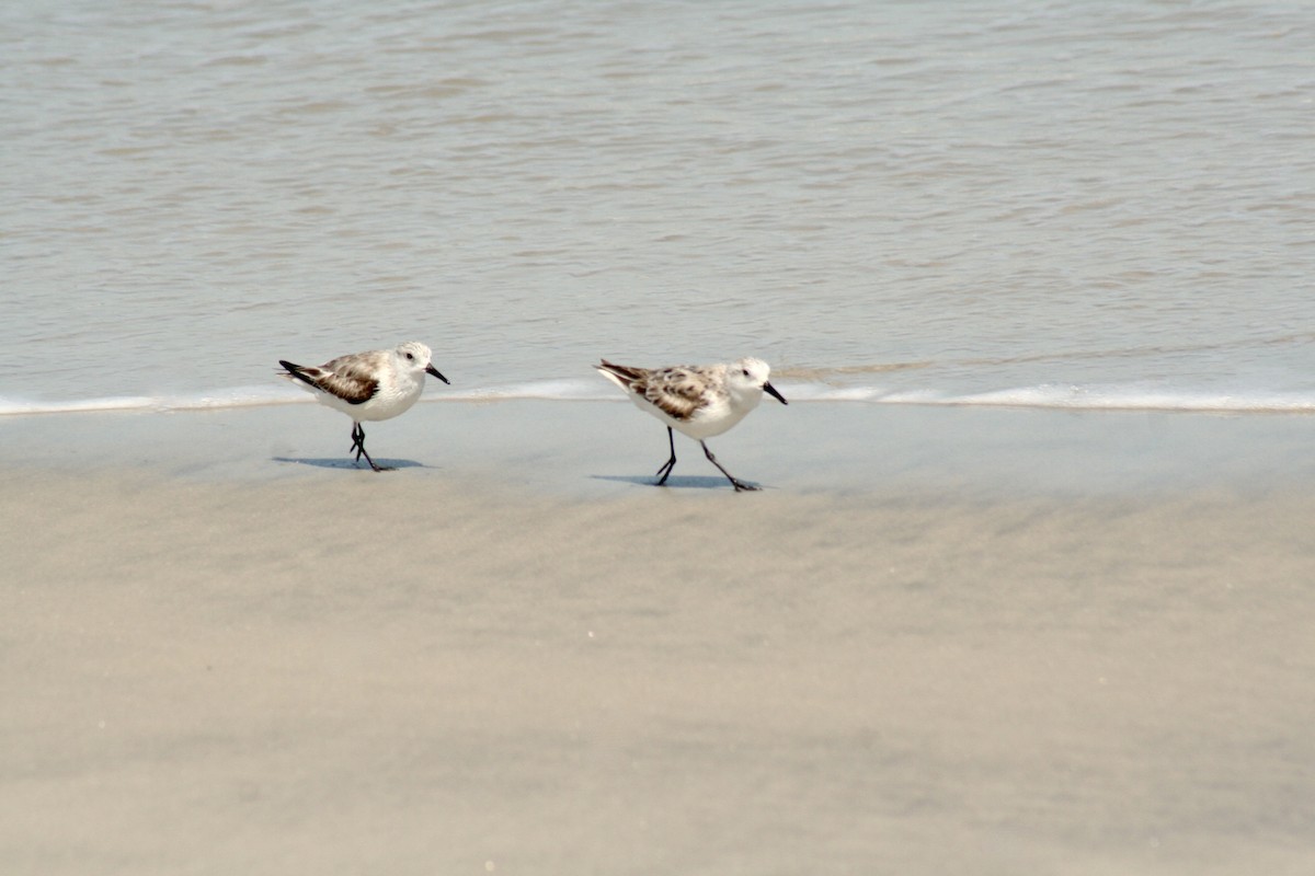 Bécasseau sanderling - ML620006767