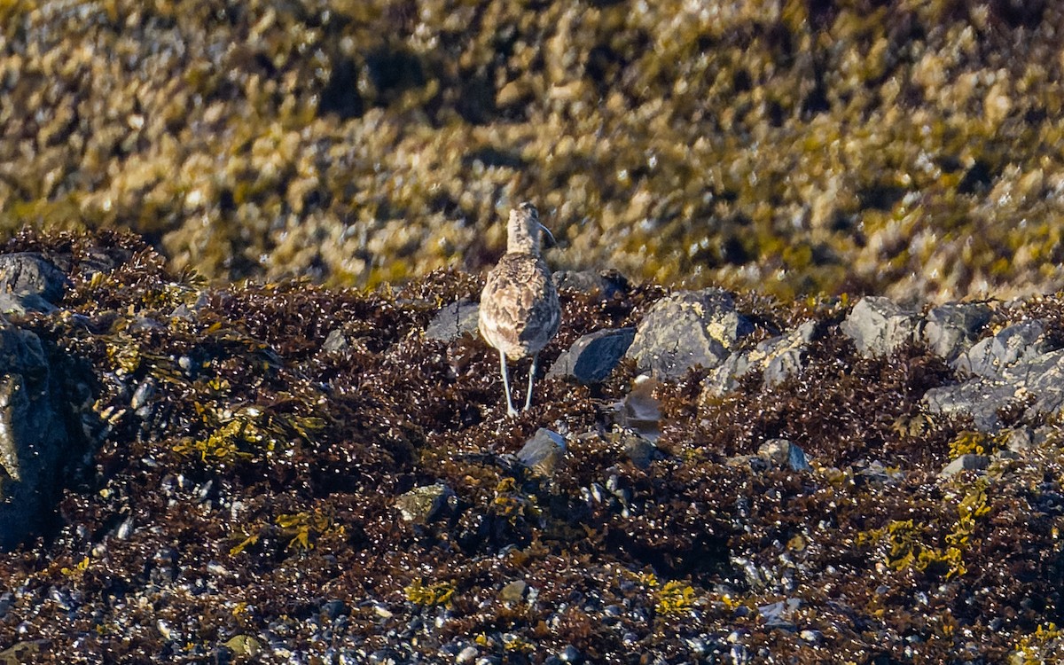 Regenbrachvogel (hudsonicus) - ML620006777