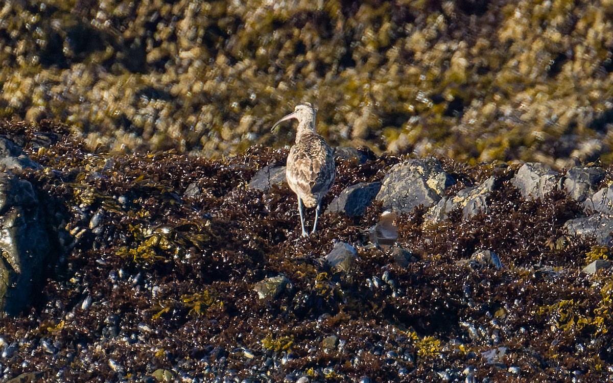 Whimbrel (Hudsonian) - James Kennerley