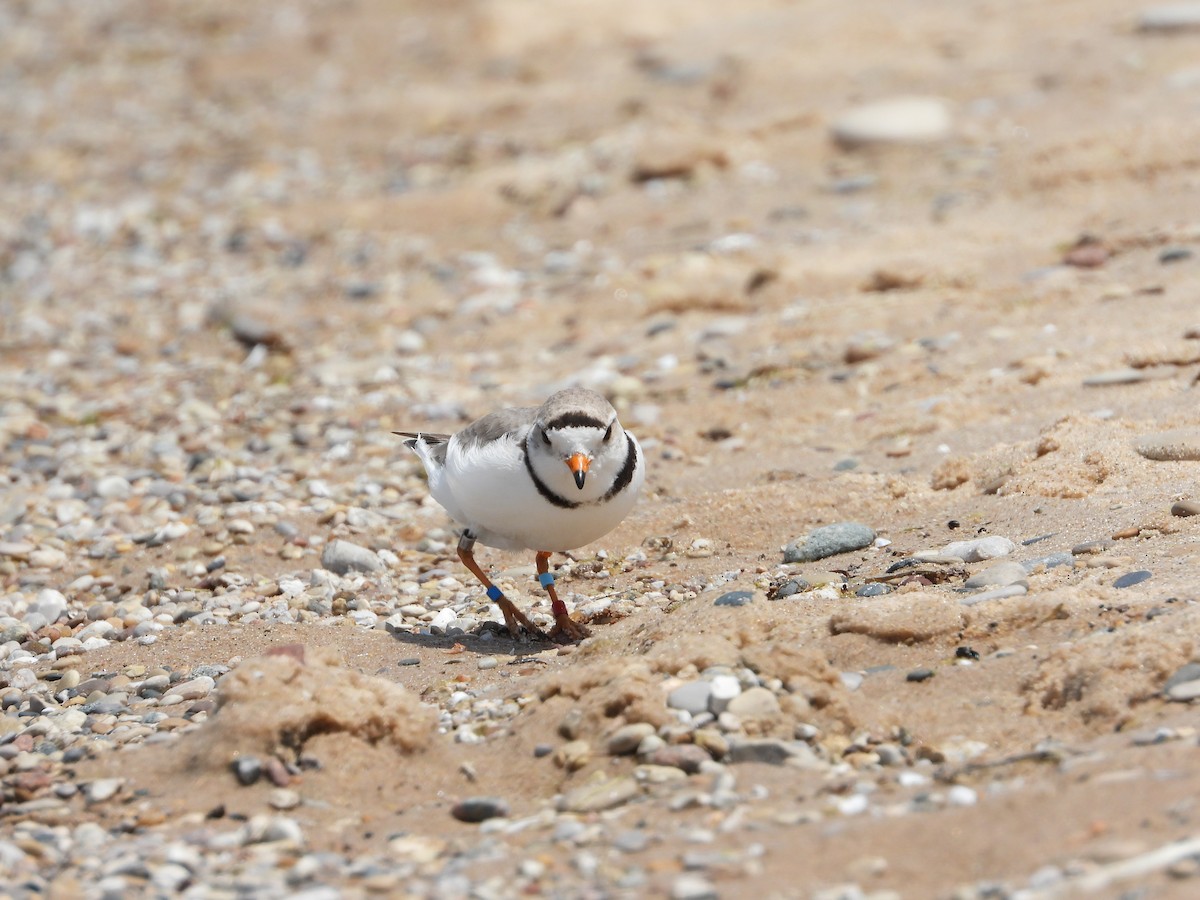Piping Plover - ML620006791