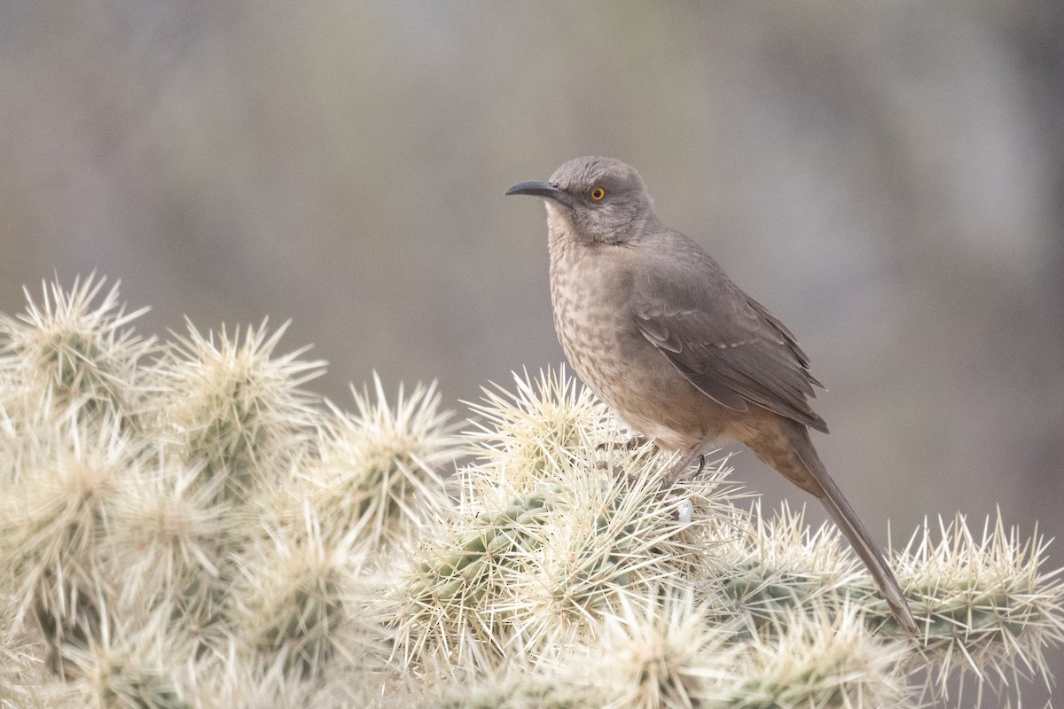 Curve-billed Thrasher - ML620006802