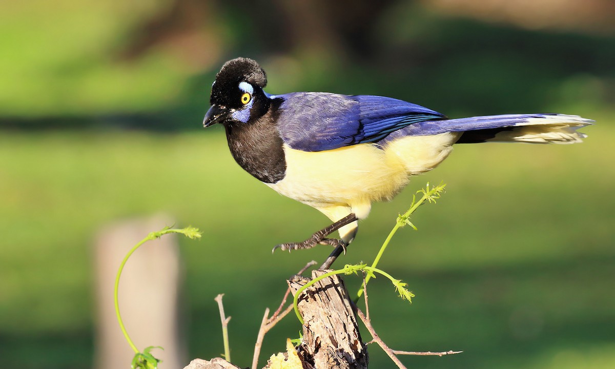 Plush-crested Jay - ML620006804