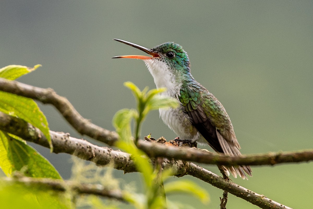 kolibřík andský - ML620006805
