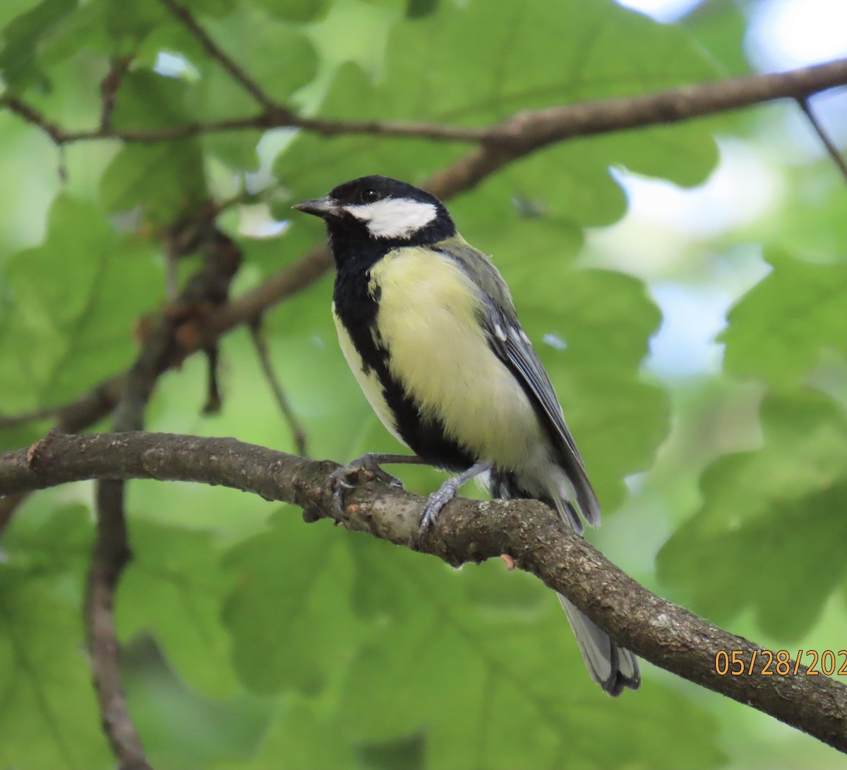 Great Tit - ML620006807