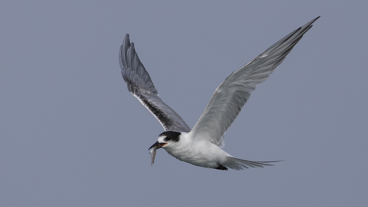 Common Tern - ML620006808