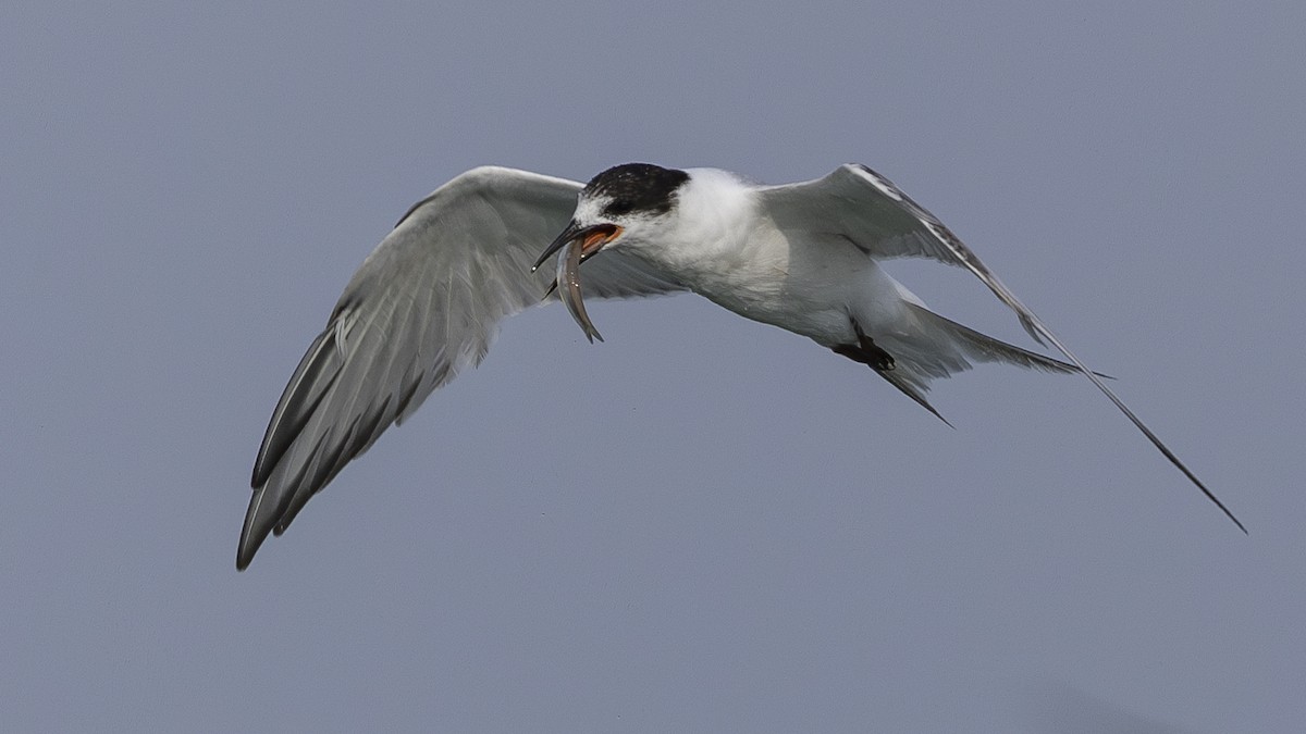 Common Tern - ML620006810