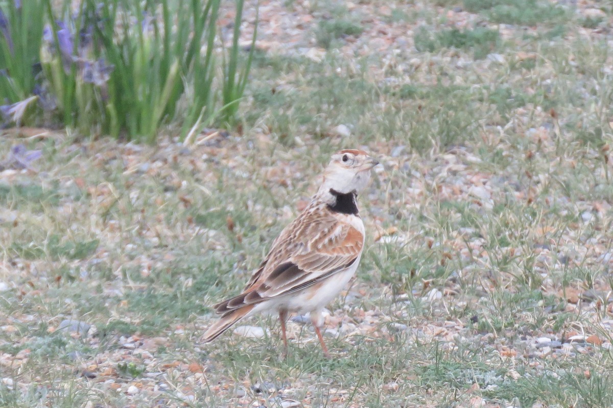 Mongolian Lark - ML620006812