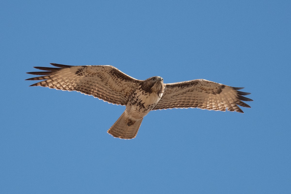 Red-tailed Hawk - ML620006813