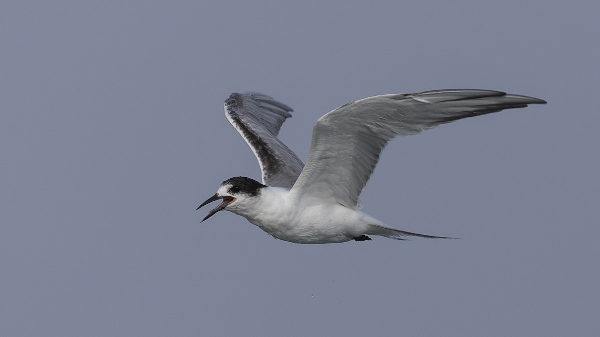 Common Tern - ML620006816