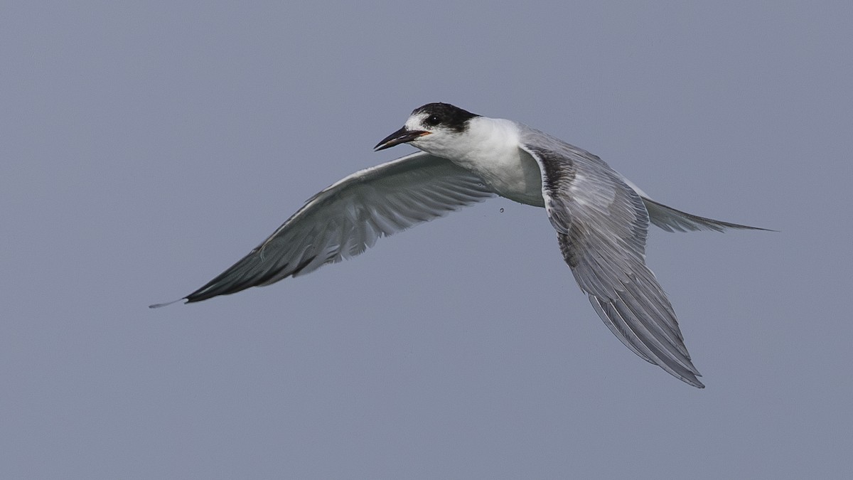 Common Tern - ML620006820