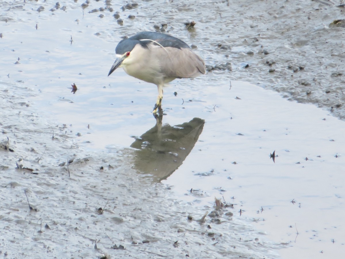 Black-crowned Night Heron - ML620006825