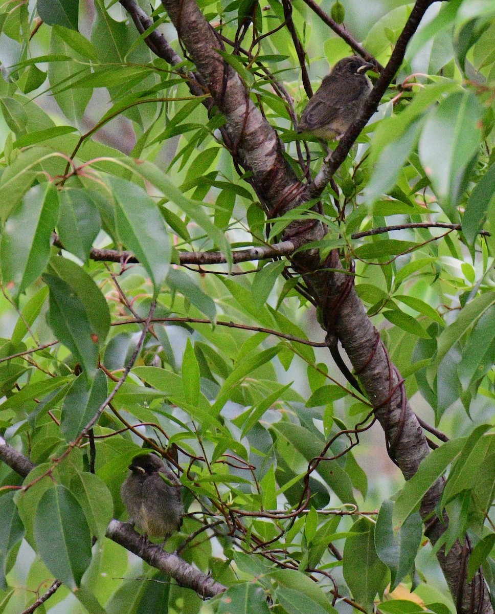 Painted Bunting - ML620006831