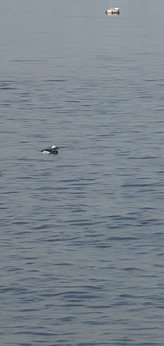 Long-tailed Duck - ML620006832