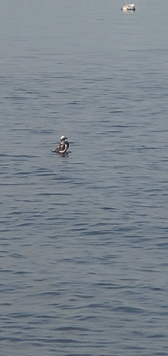 Long-tailed Duck - ML620006833