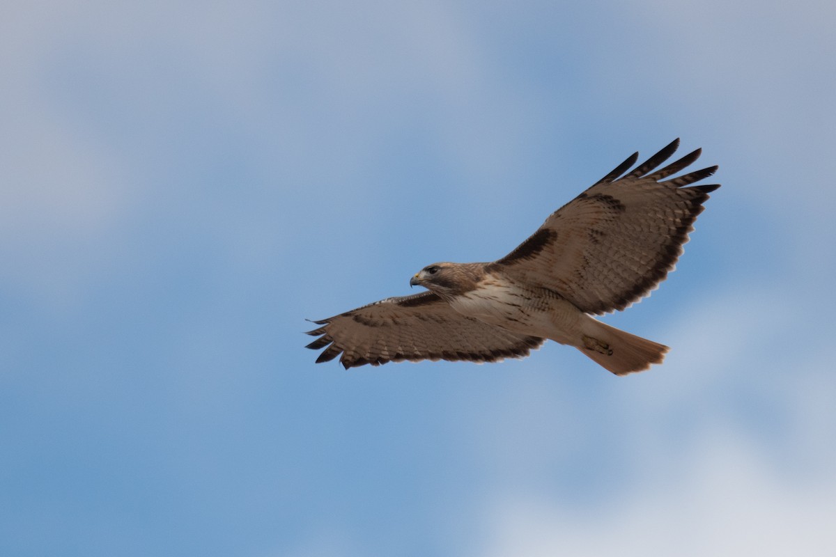 Red-tailed Hawk - ML620006834