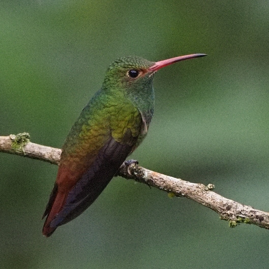 Rufous-tailed Hummingbird - ML620006836