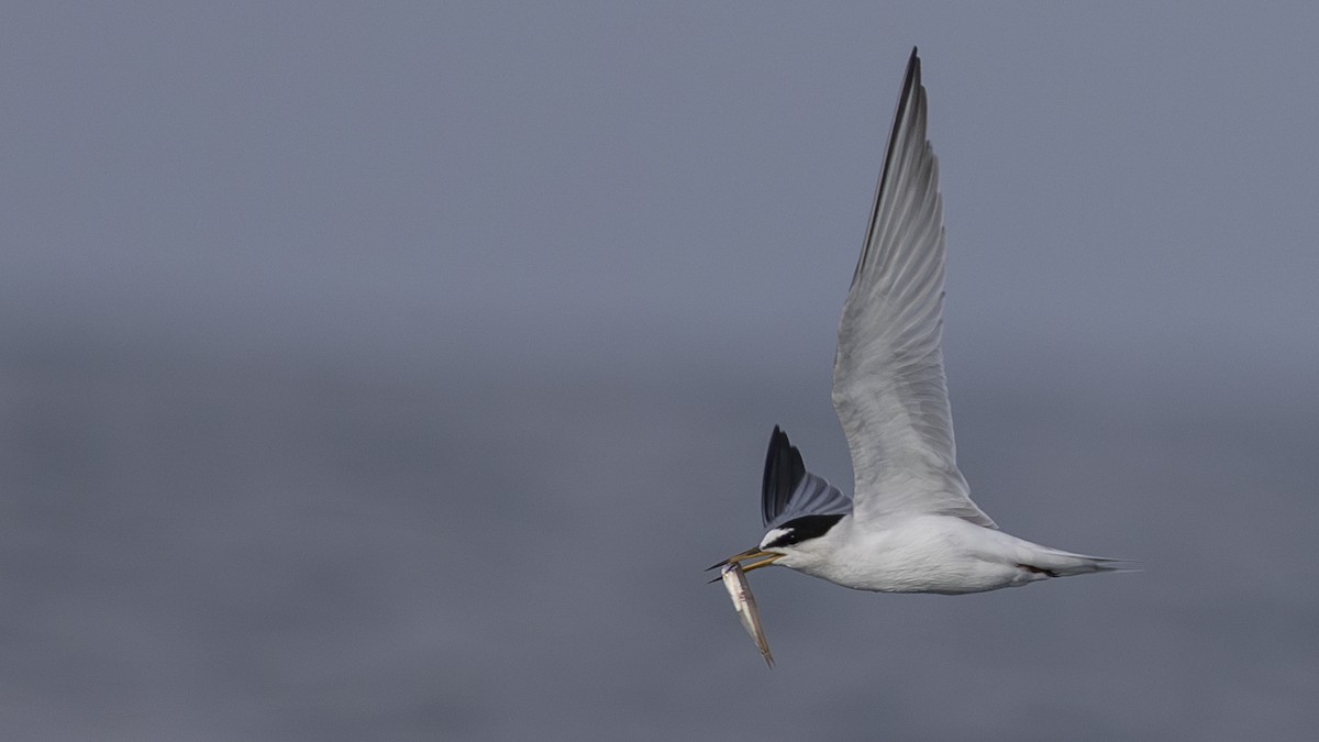 Little Tern - ML620006840