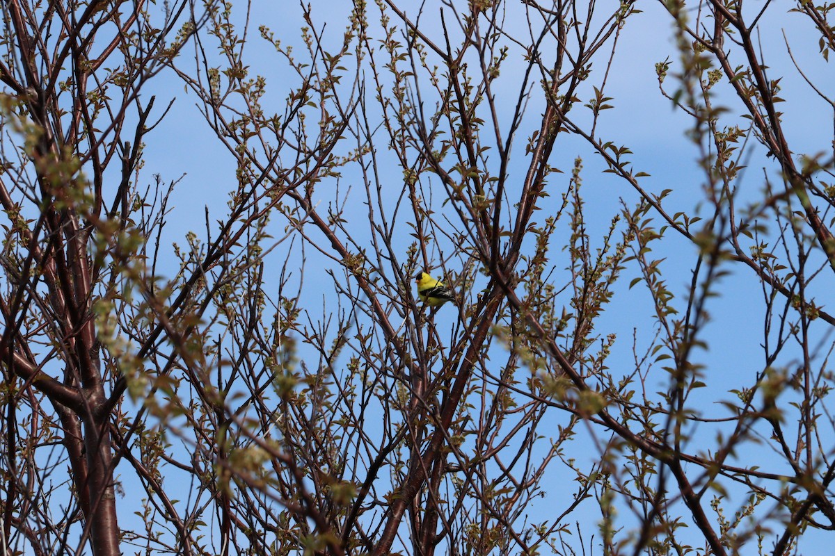 American Goldfinch - ML620006842