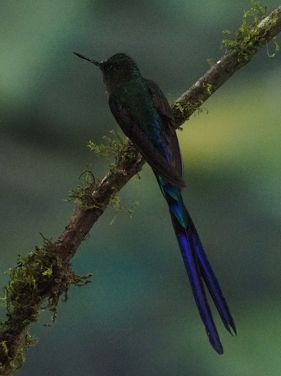 Violet-tailed Sylph - ML620006847