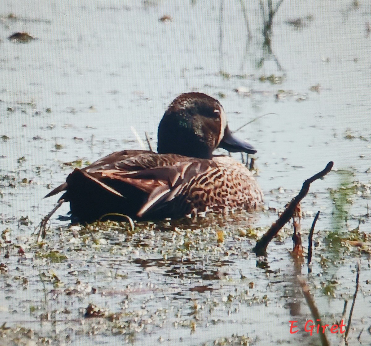 Blue-winged Teal - ML620006848