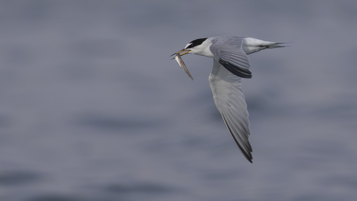 Little Tern - ML620006850