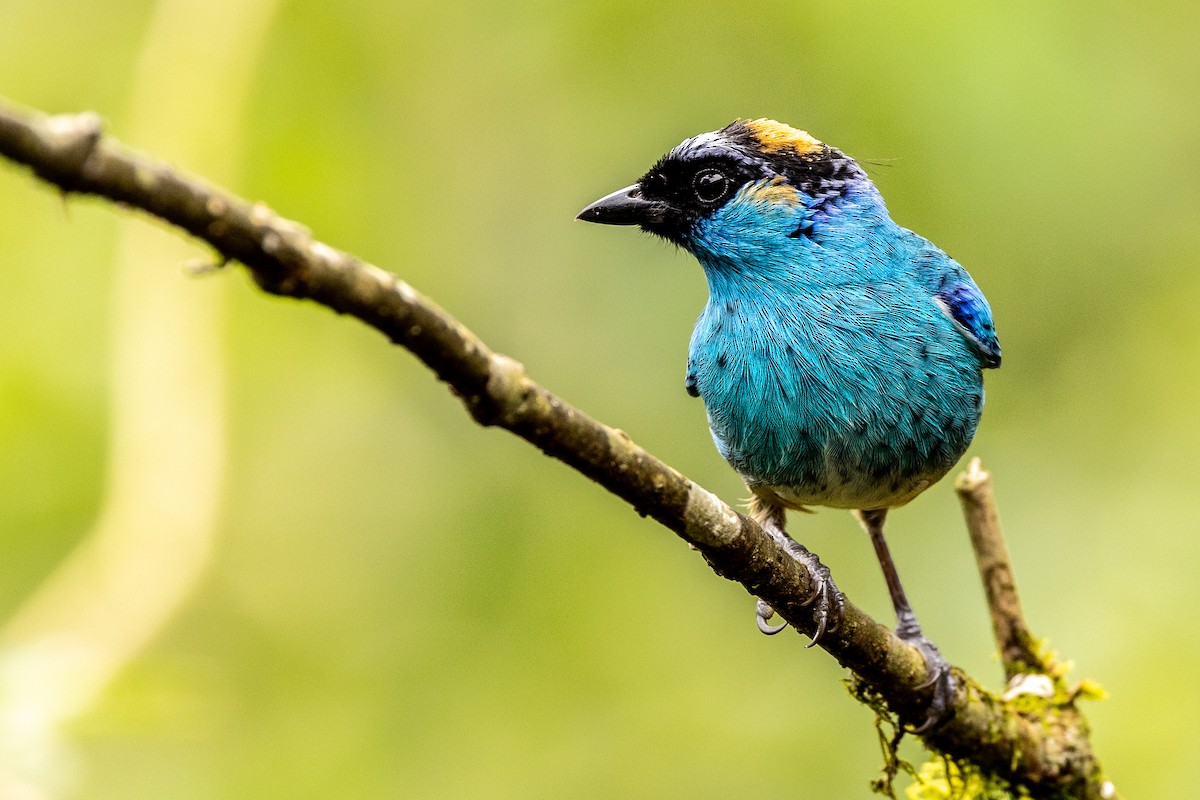 Golden-naped Tanager - ML620006853