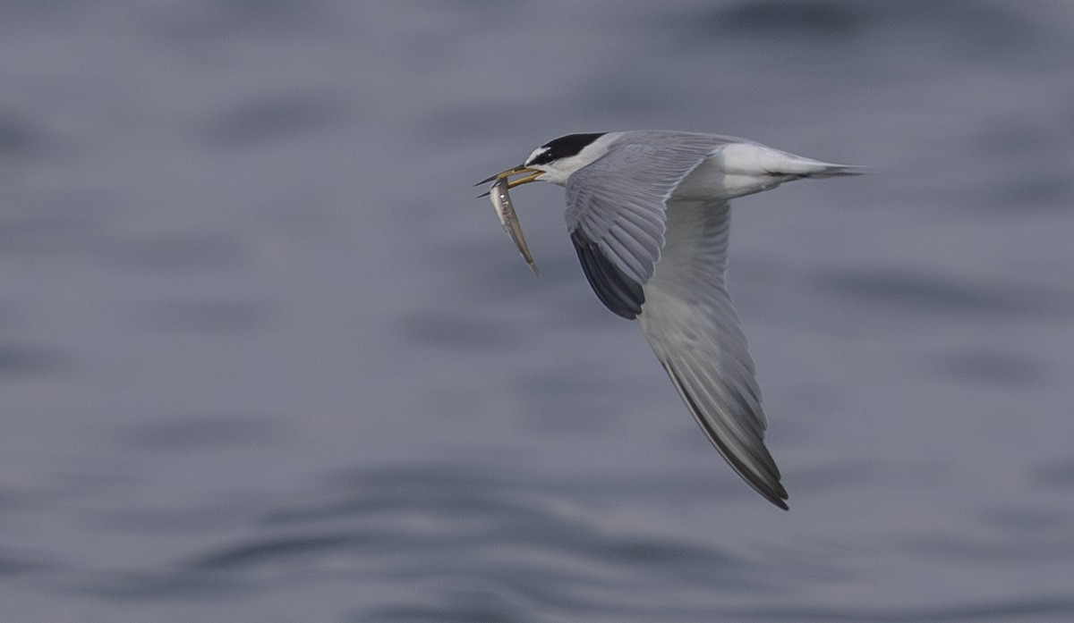 Little Tern - Charmain Ang