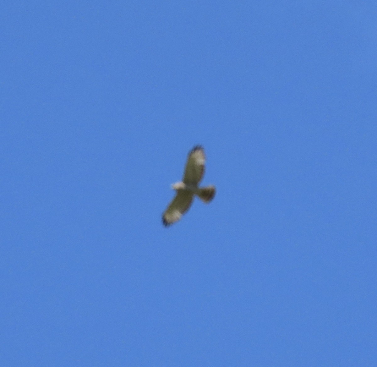 Broad-winged Hawk - ML620006856