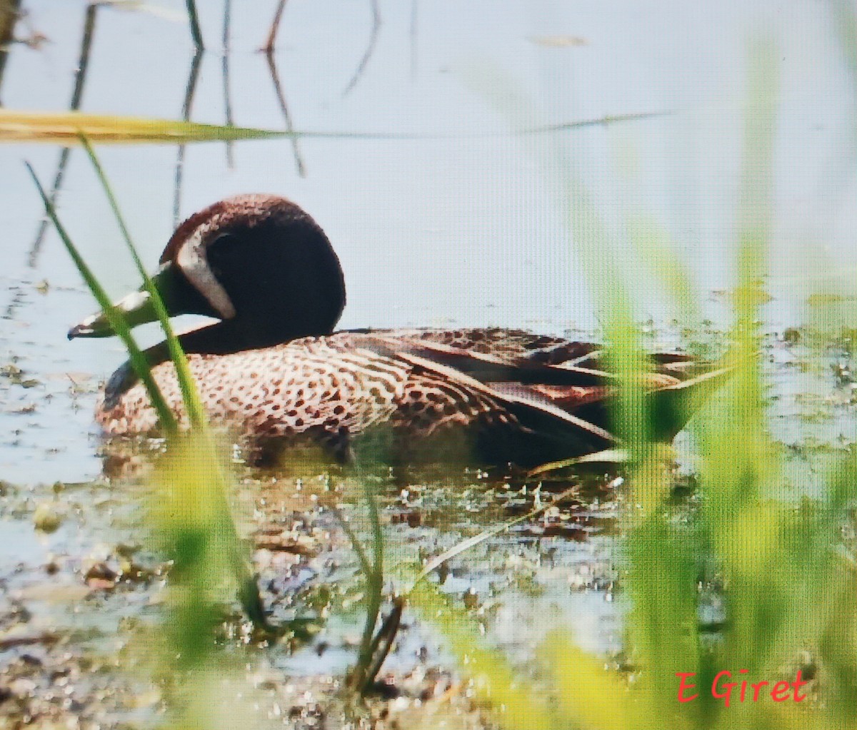 Blue-winged Teal - ML620006857