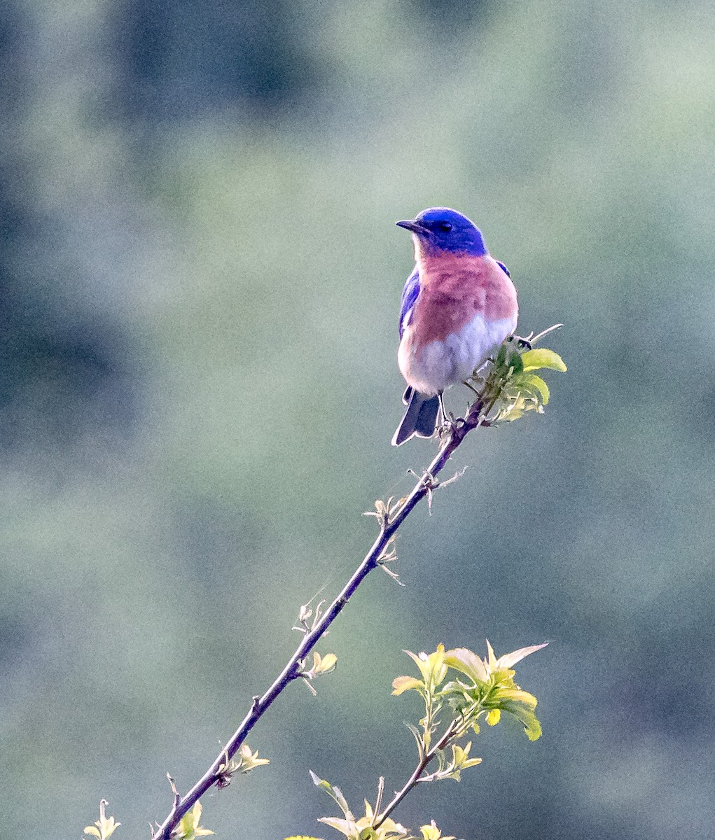 Eastern Bluebird - ML620006863