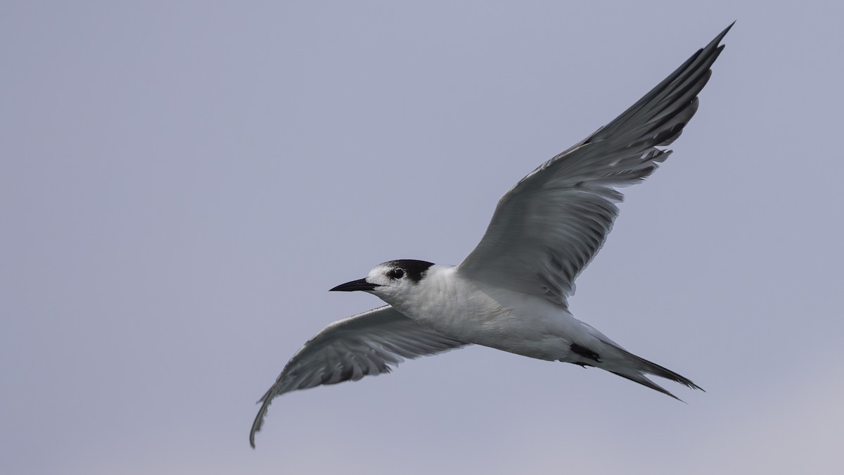 Common Tern - ML620006872